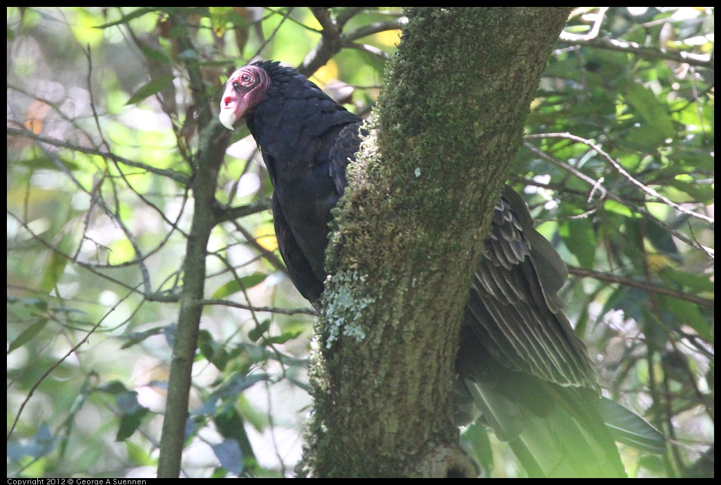 0722-105919-02.jpg - Turkey Vulture