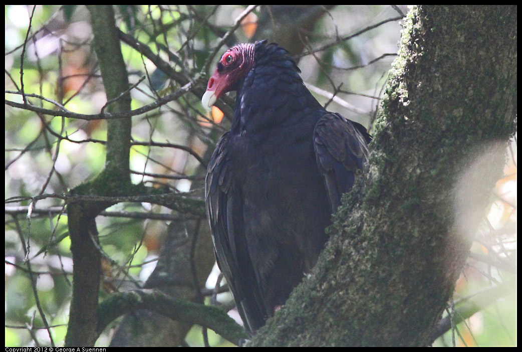 0722-105940-04.jpg - Turkey Vulture