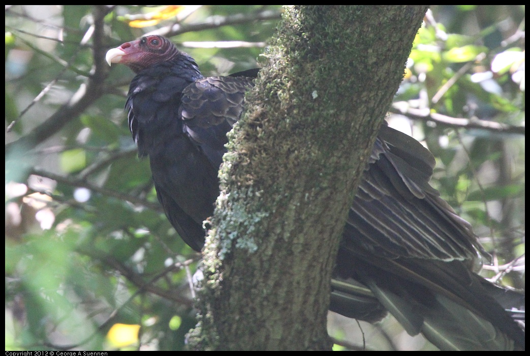 0722-110149-03.jpg - Turkey Vulture