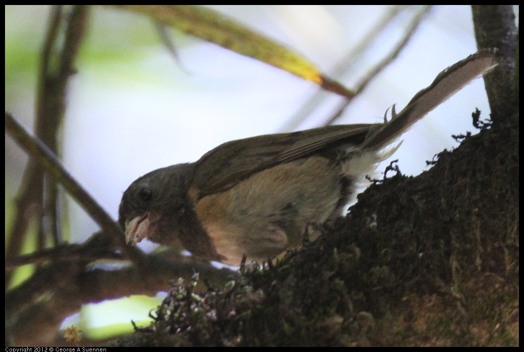 0722-110312-02.jpg - Dark-eyed "Oregon" Junco