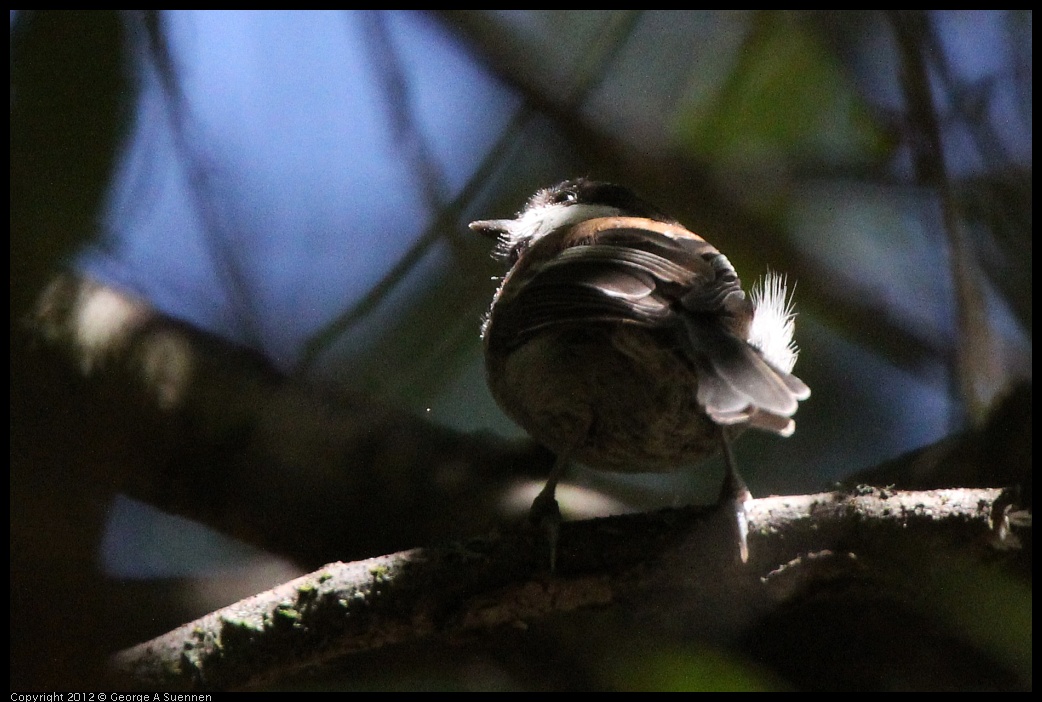 0722-110349-01.jpg - Chestnut-backed Chickadee