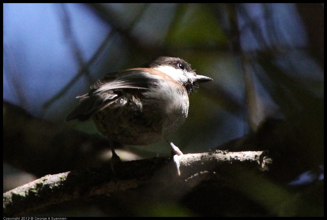 0722-110349-04.jpg - Chestnut-backed Chickadee