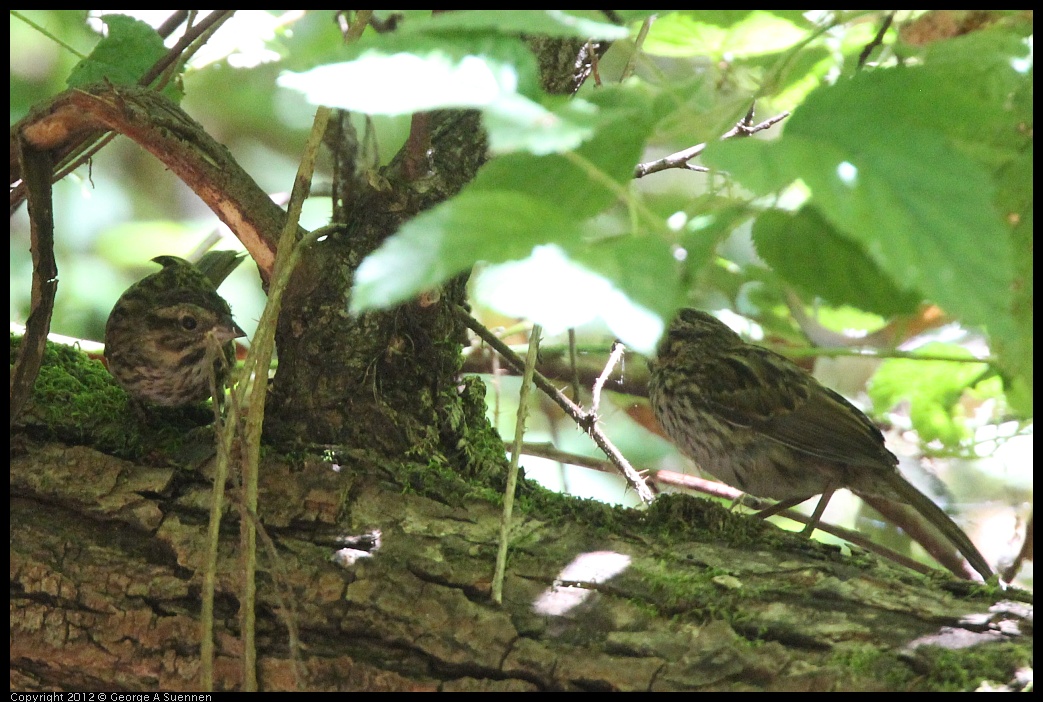 0722-110649-02.jpg - Song Sparrow (?)