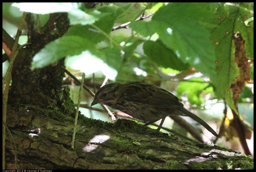 0722-110652-03.jpg - Song Sparrow (?)