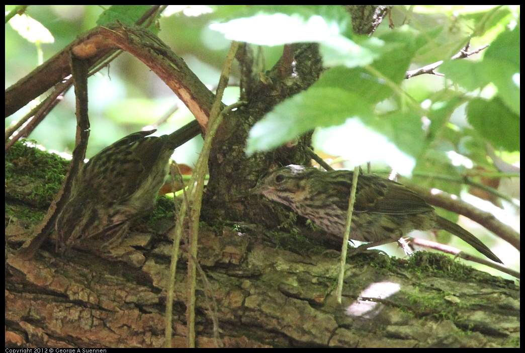 0722-110655-01.jpg - Song Sparrow (?)