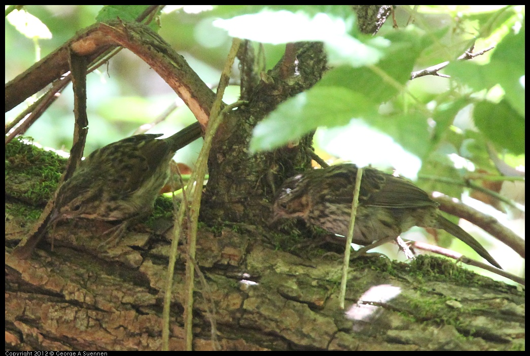 0722-110656-02.jpg - Song Sparrow (?)