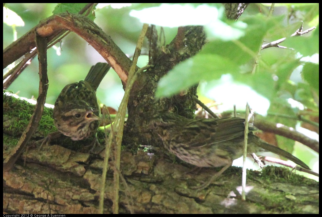 0722-110702-01.jpg - Song Sparrow (?)