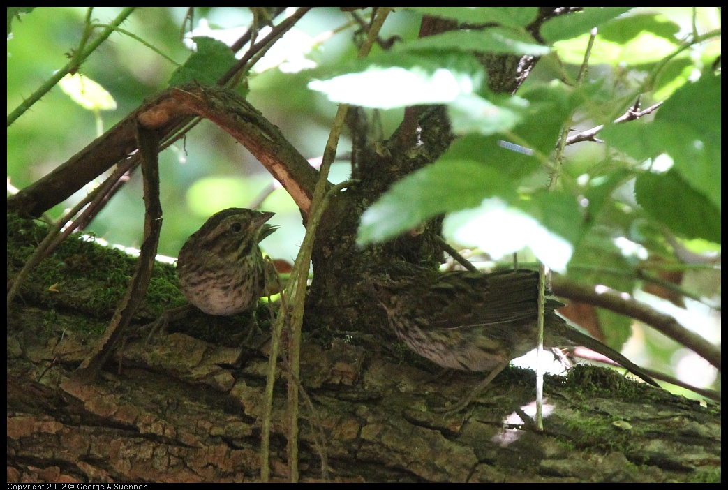 0722-110705-02.jpg - Song Sparrow (?)