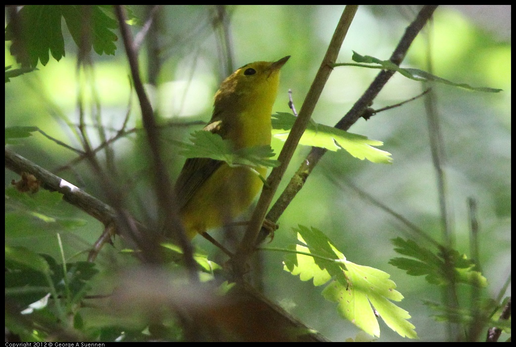 0722-110742-01.jpg - Wilson's Warbler