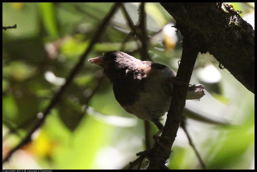 0722-111010-04.jpg - Dark-eyed "Oregon" Junco