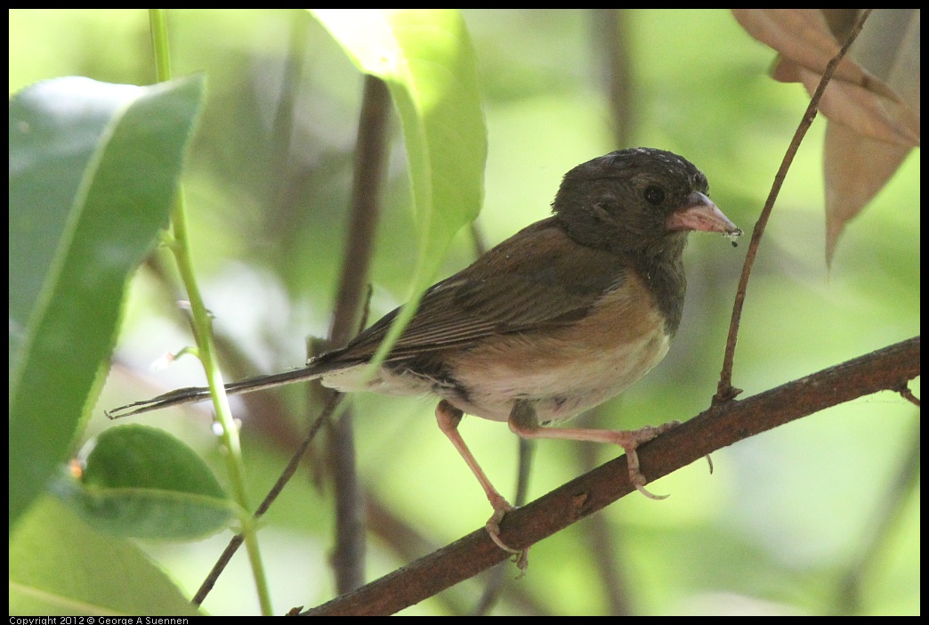 0722-111041-02.jpg - Dark-eyed "Oregon" Junco