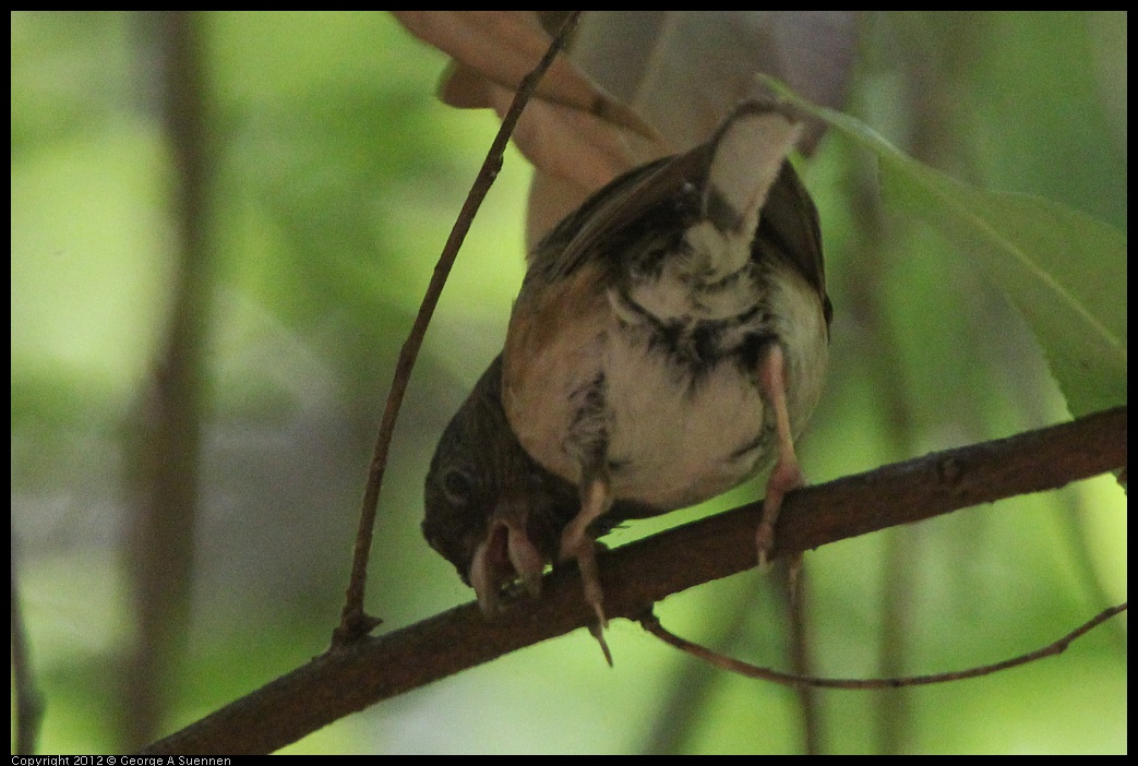 0722-111044-01.jpg - Dark-eyed "Oregon" Junco