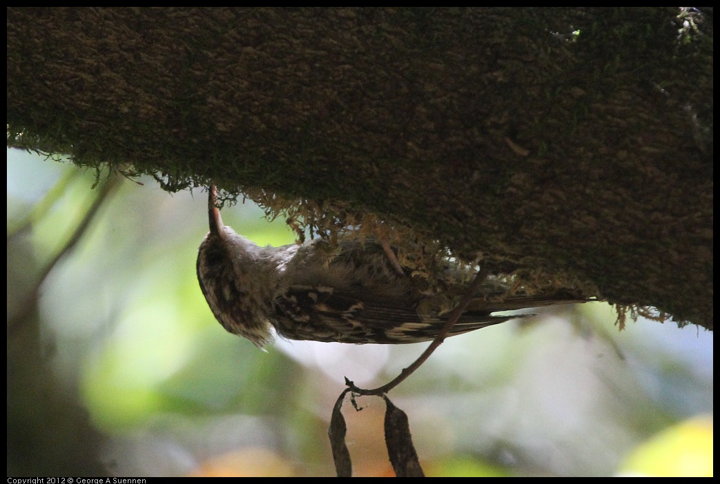 0722-111154-04.jpg - Brown Creeper