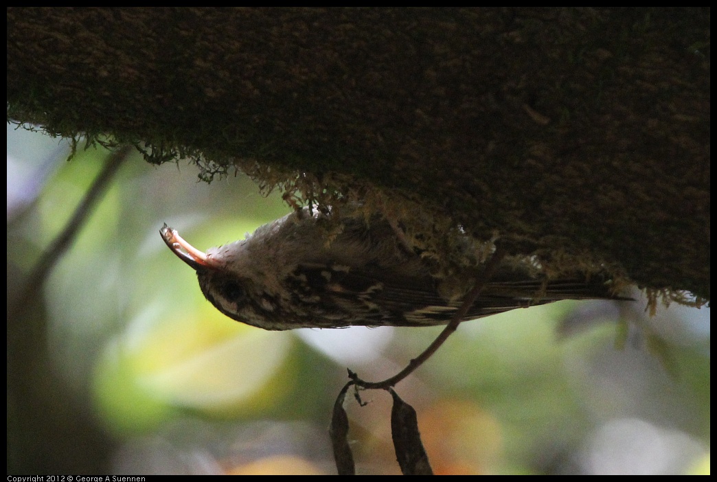 0722-111155-03.jpg - Brown Creeper