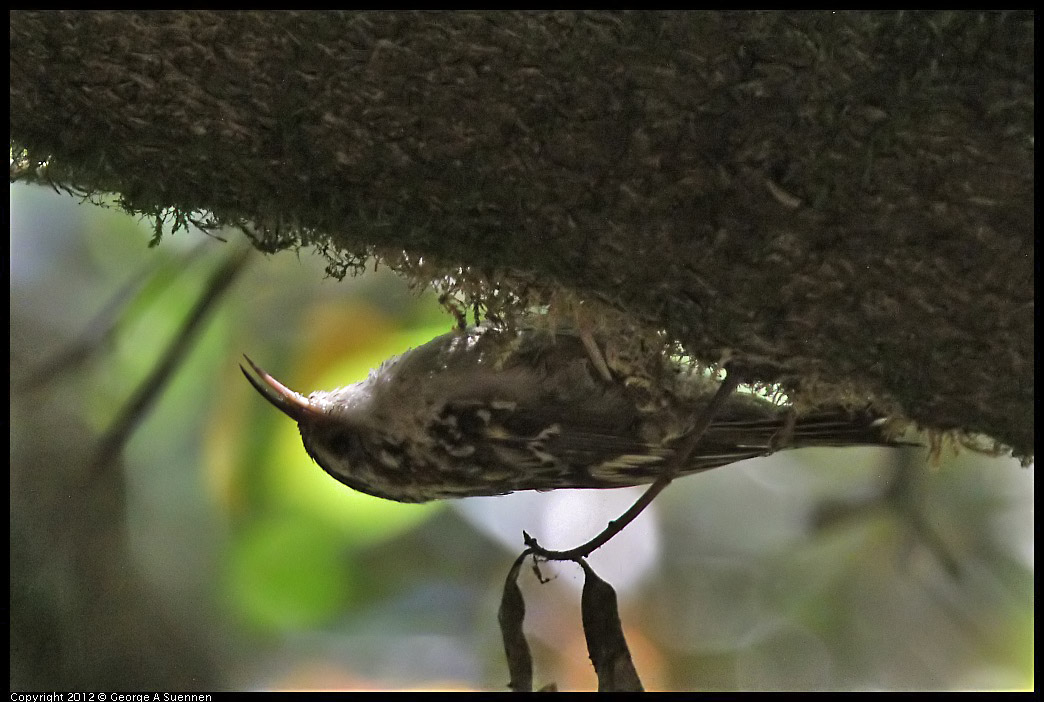 0722-111156-02.jpg - Brown Creeper