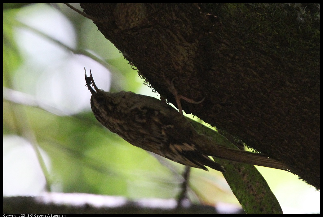 0722-111204-01.jpg - Brown Creeper