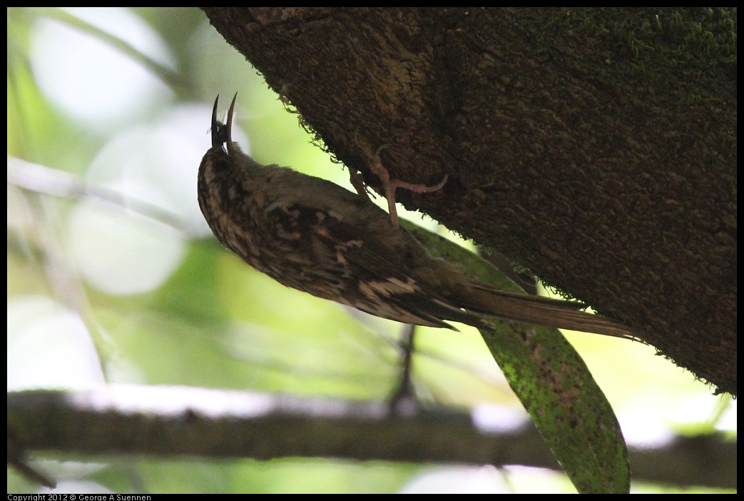 0722-111204-03.jpg - Brown Creeper