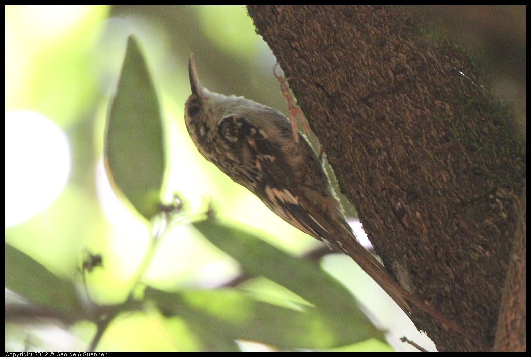 0722-111205-02.jpg - Brown Creeper