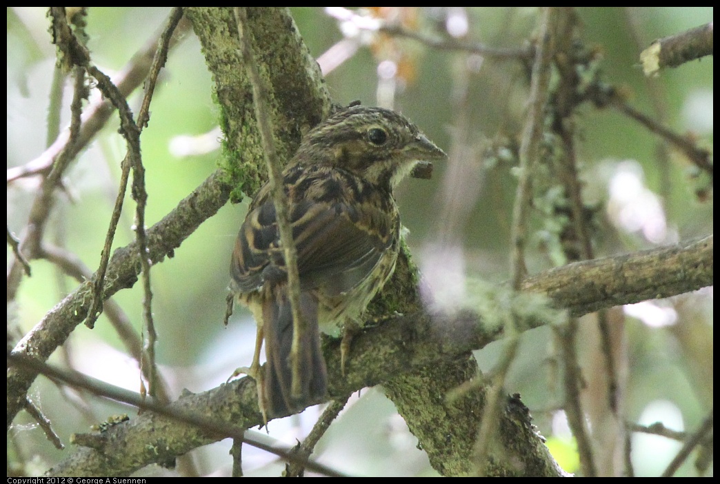 0722-111320-01.jpg - Song Sparrow (?)