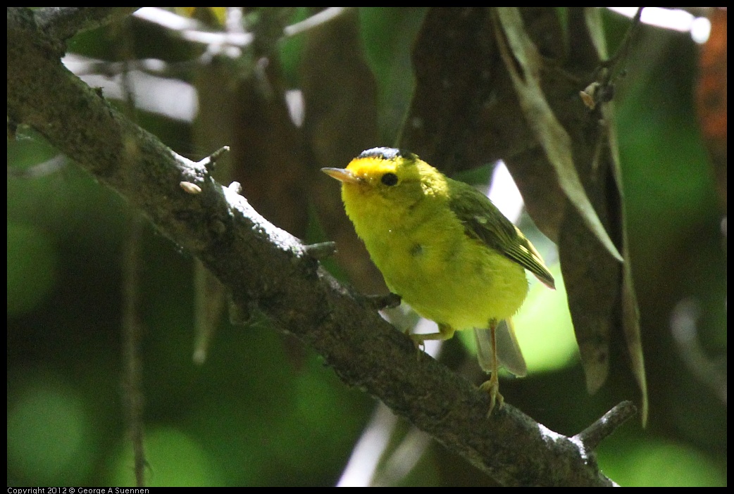 0722-111356-01.jpg - Wilson's Warbler