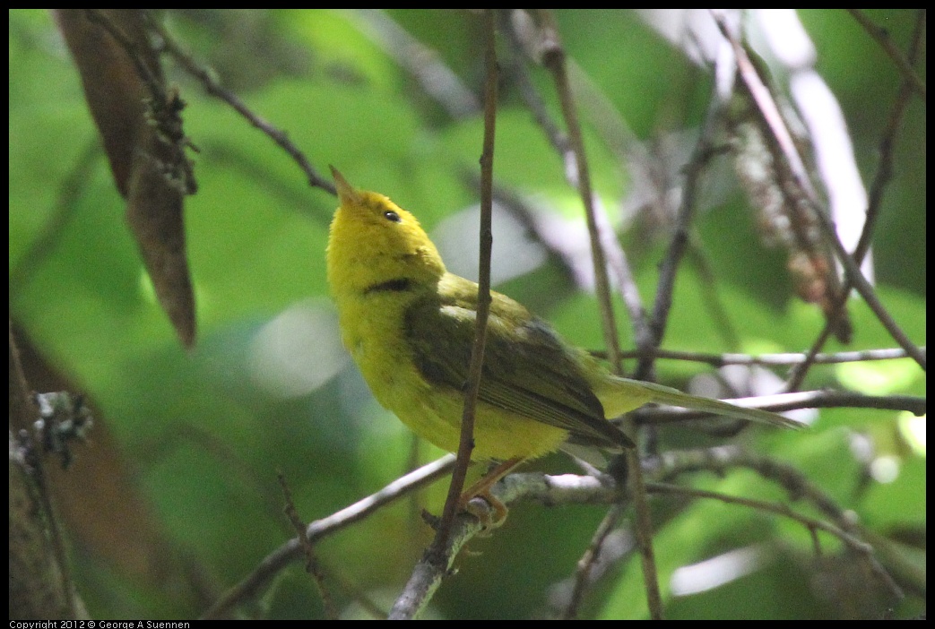 0722-111405-02.jpg - Wilson's Warbler