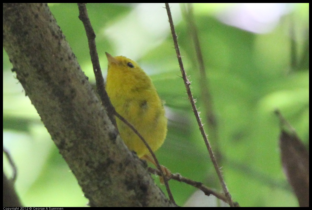 0722-111406-02.jpg - Wilson's Warbler