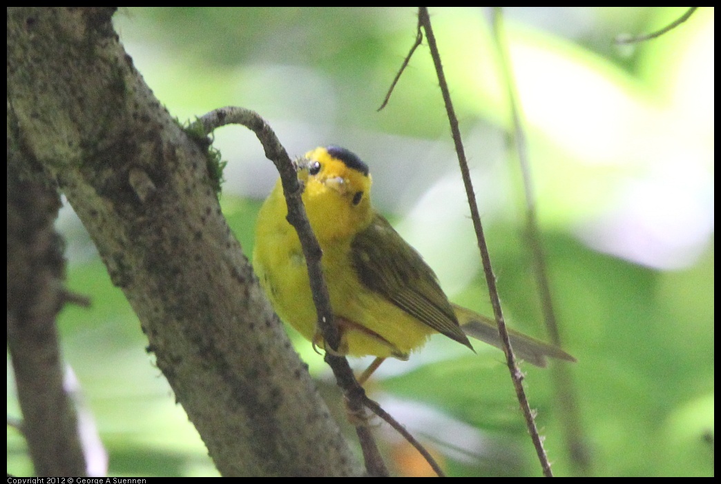 0722-111407-03.jpg - Wilson's Warbler