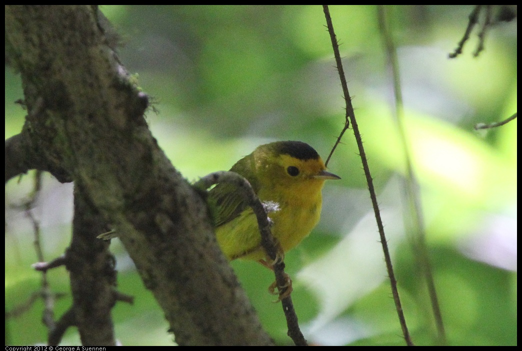 0722-111409-01.jpg - Wilson's Warbler