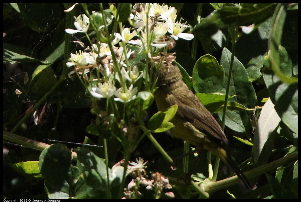 0722-112105-01.jpg - Wilson's Warbler