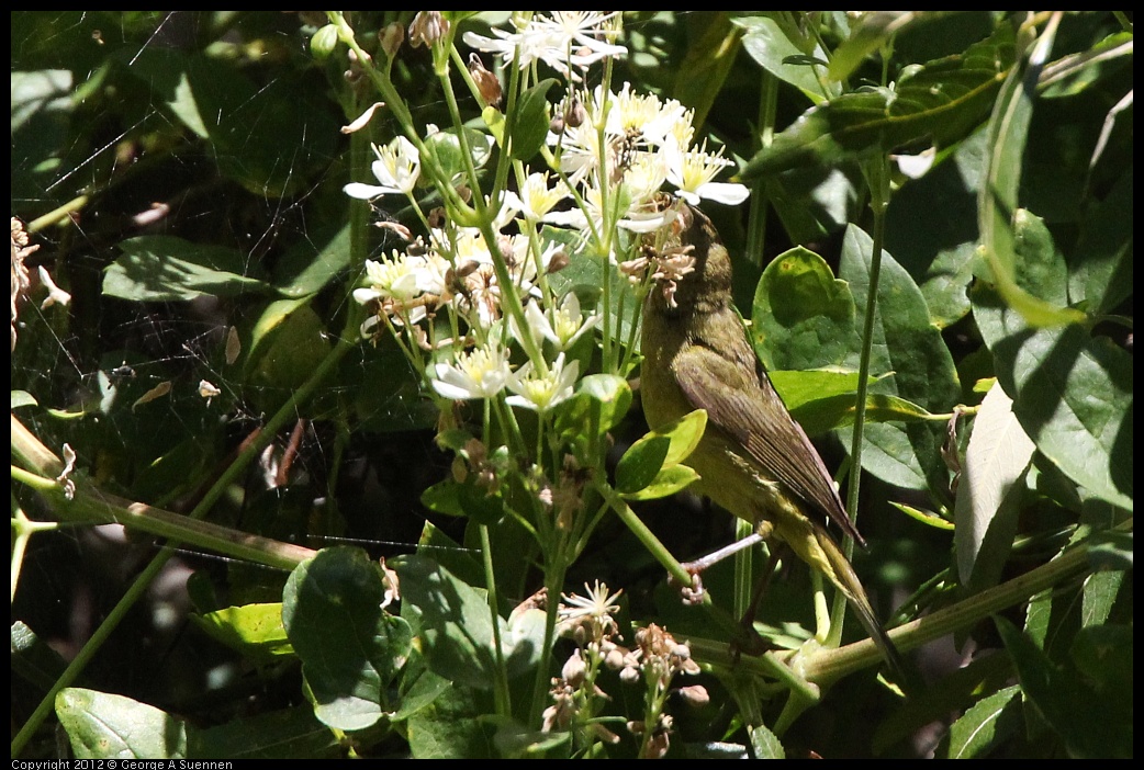 0722-112110-03.jpg - Wilson's Warbler