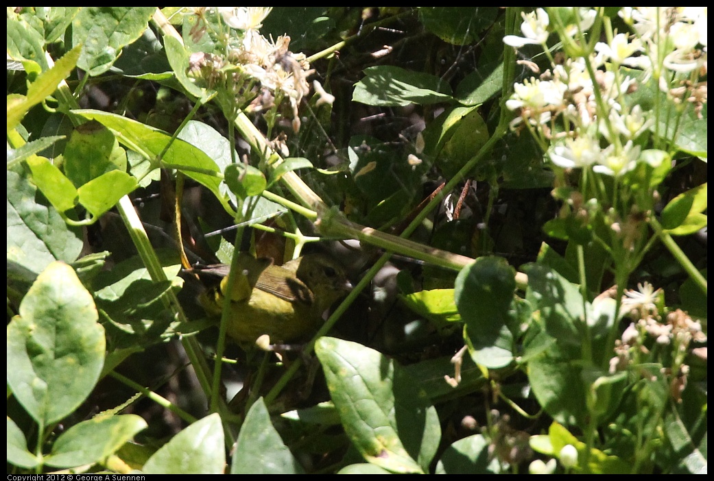 0722-112116-03.jpg - Wilson's Warbler