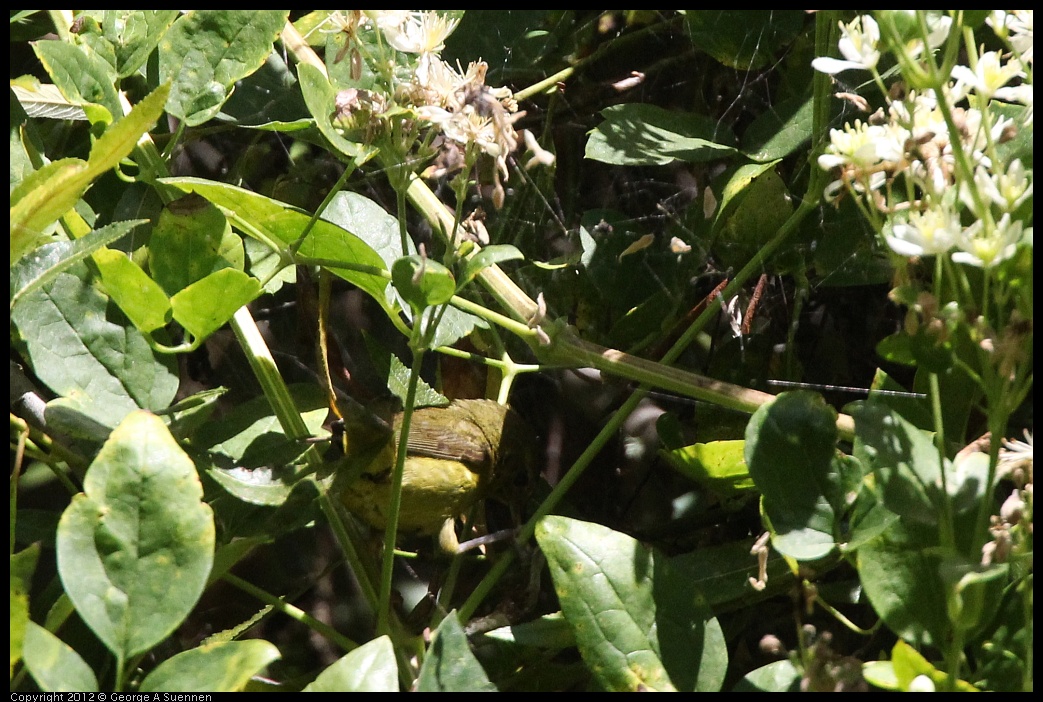 0722-112120-03.jpg - Wilson's Warbler