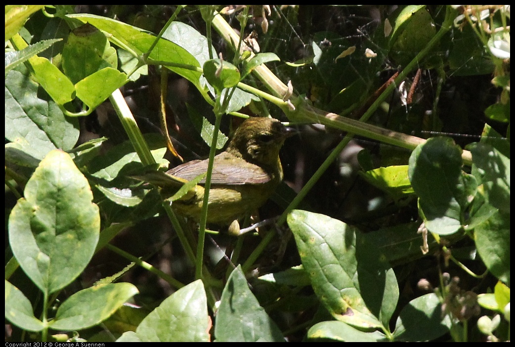 0722-112122-02.jpg - Wilson's Warbler