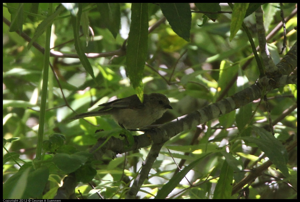 0722-112138-02.jpg - Bushtit