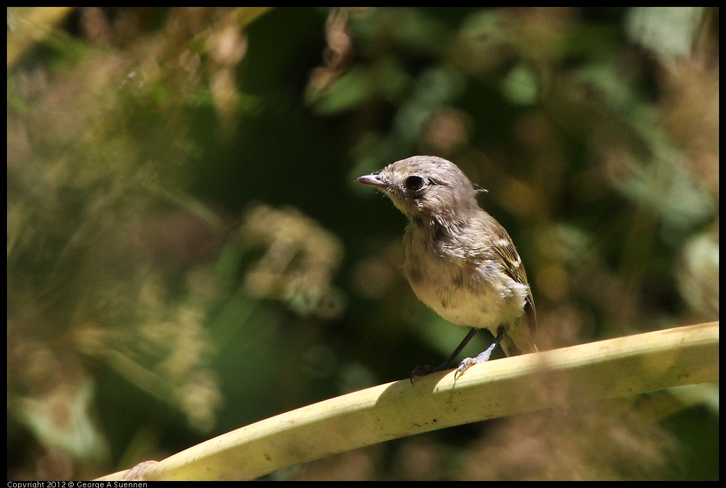 0722-112354-03.jpg - Hutton's Vireo