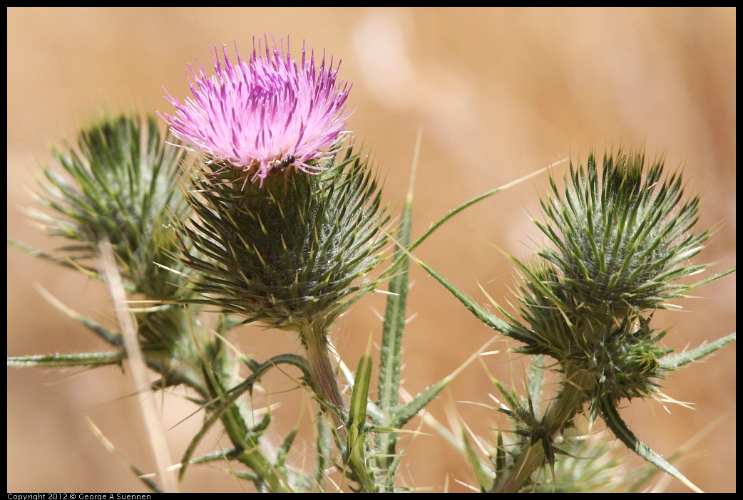 0722-114458-01.jpg - Thistle