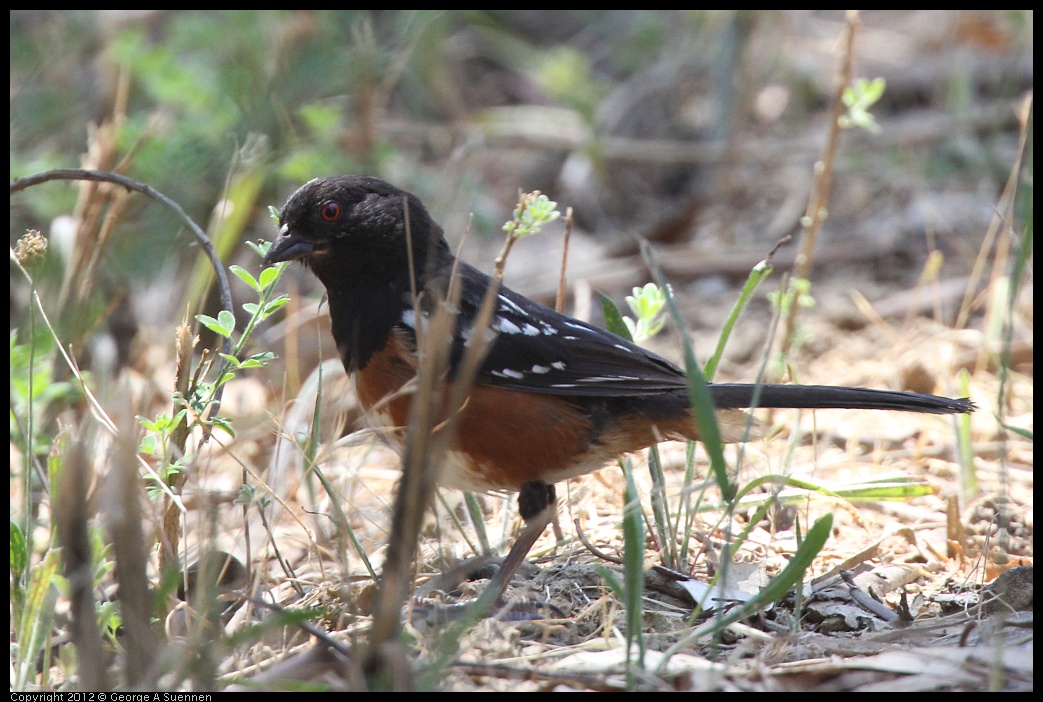 0722-114911-02.jpg -  Spotted Towhee