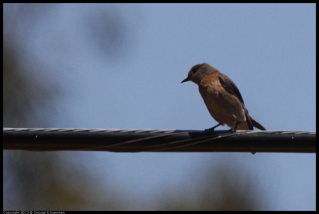 0722-120200-01.jpg - Western Bluebird