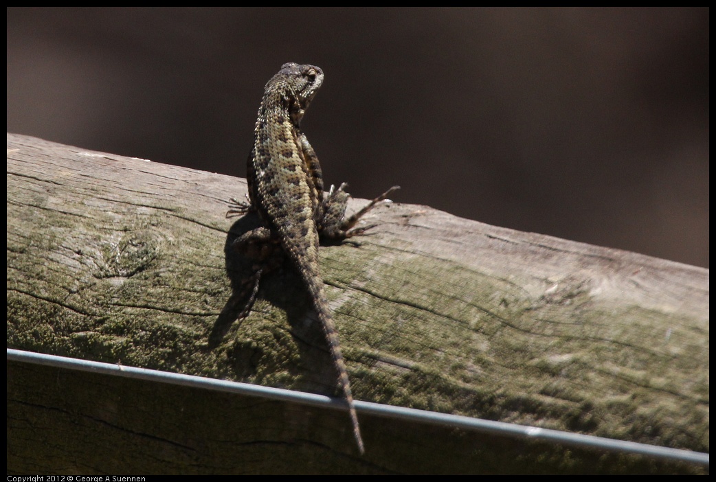 0722-121537-03.jpg - Lizard