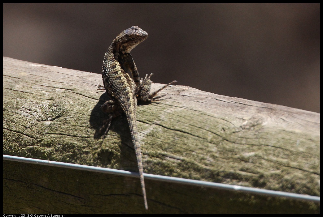 0722-121539-01.jpg - Lizard