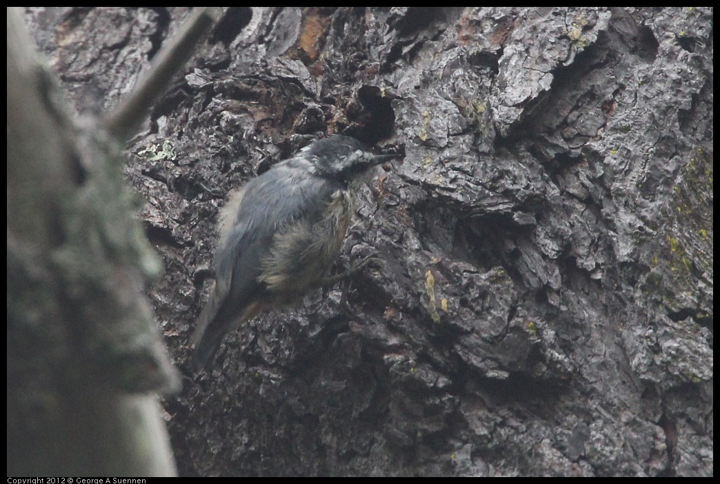 0725-083518-01.jpg - Red-breasted Nuthatch