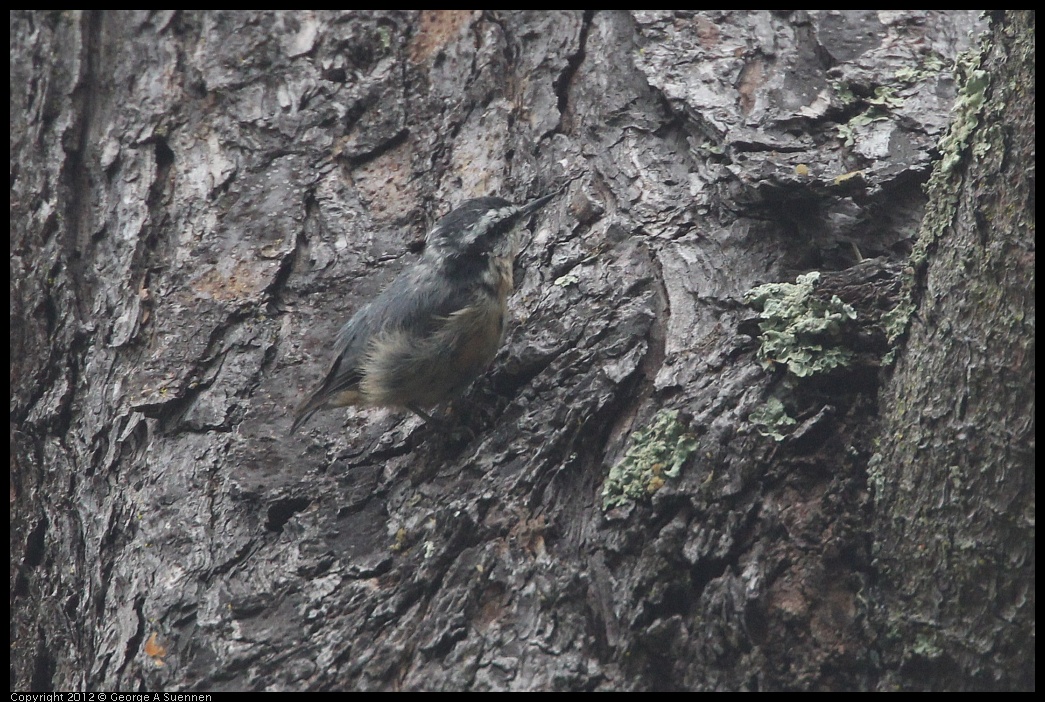 0725-083528-02.jpg - Red-breasted Nuthatch