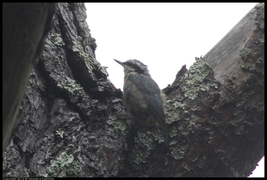 0725-083541-03.jpg - Red-breasted Nuthatch