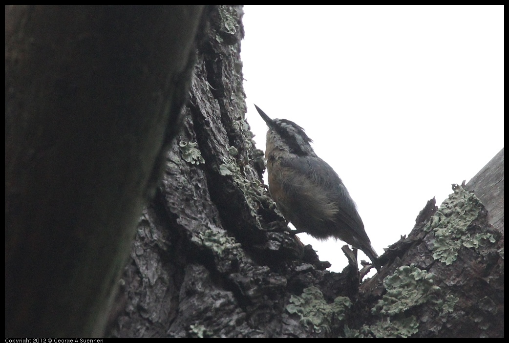 0725-083542-02.jpg - Red-breasted Nuthatch