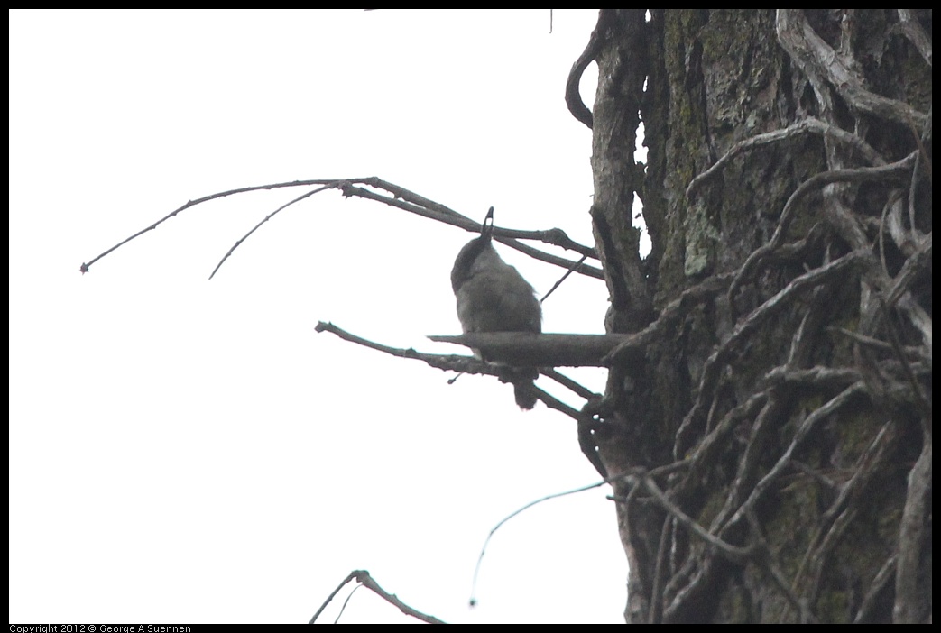 0725-083650-05.jpg - Pygmy Nuthatch