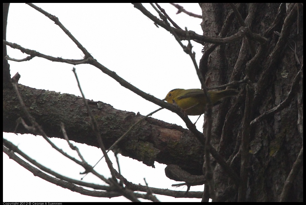 0725-083726-02.jpg - Wilson's Warbler