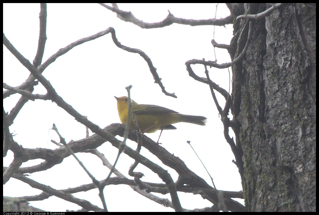 0725-083736-04.jpg - Wilson's Warbler