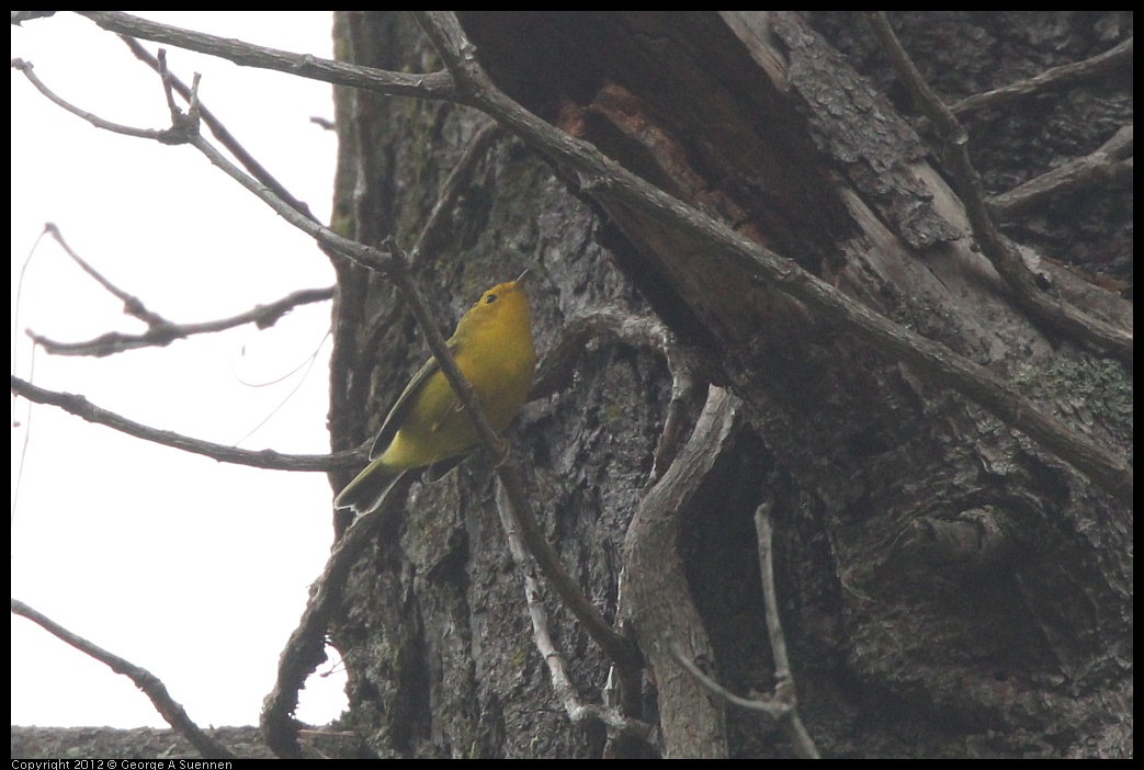 0725-083738-03.jpg - Wilson's Warbler