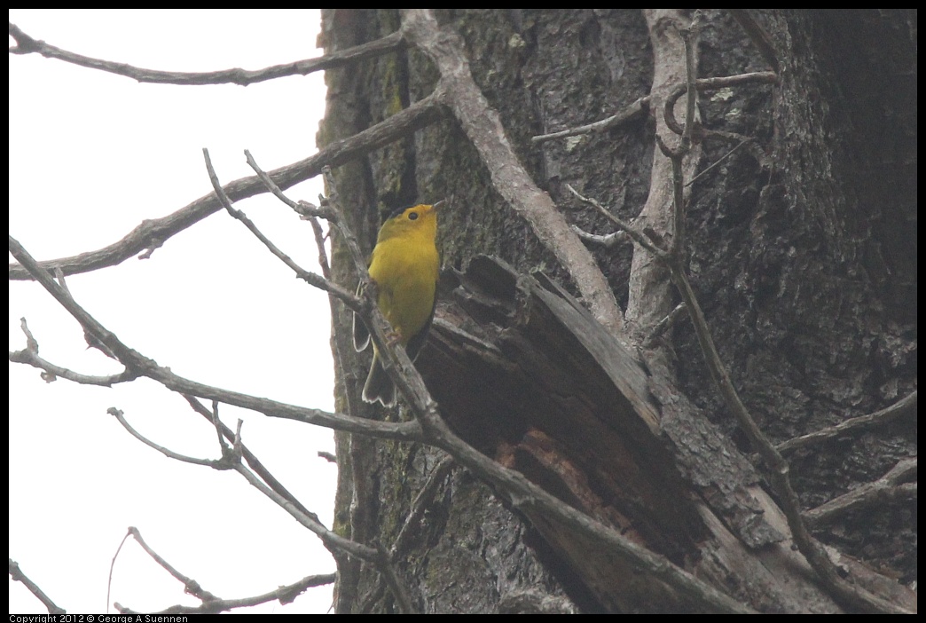 0725-083739-05.jpg - Wilson's Warbler