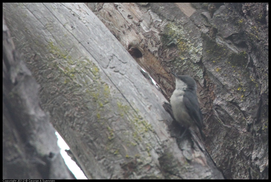 0725-084158-01.jpg - Pygmy Nuthatch